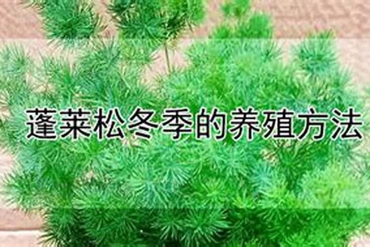 蓬莱松怎么养殖方法