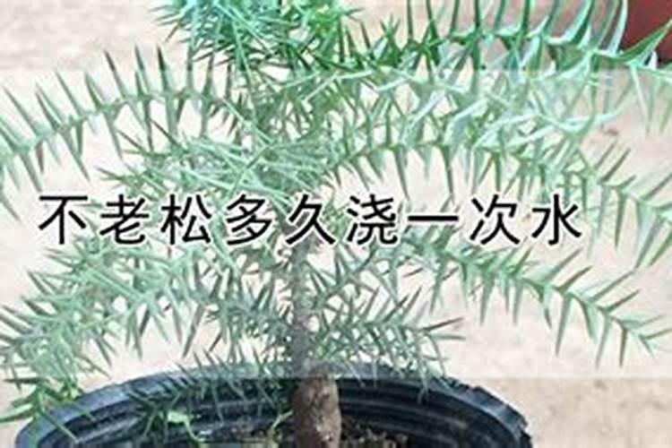 蓬莱松养殖方法和注意事项有哪些