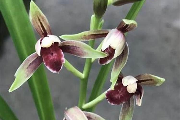 兰花什么时候施氮磷钾？