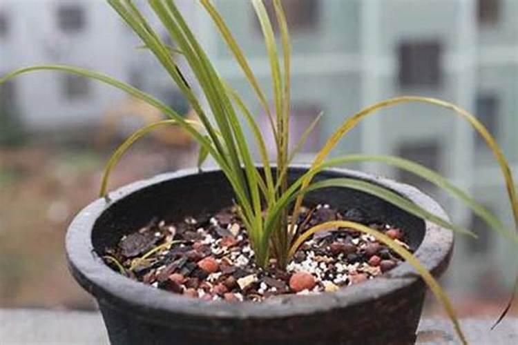 兰花叶子发黄施什么肥