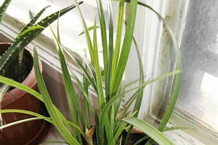 水养的兰花叶子叶脉发黄,叶子从中间快断了,每天换水,什么也不加。缺什 ...