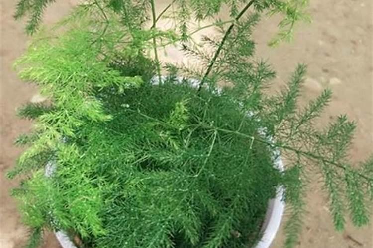 文竹浇什么水叶子四季常绿