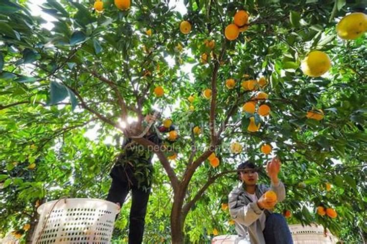 打甜蜜素对脐橙树有何不同