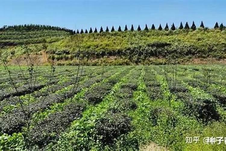 治草莓根腐病的特效药