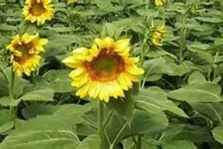 植物缺硼会怎样