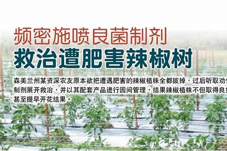 辡椒树长不大施什么肥