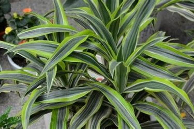 土豆浇什么肥料合适