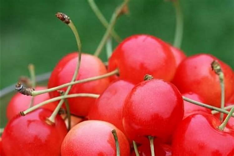 设施樱桃番茄水肥管理技术