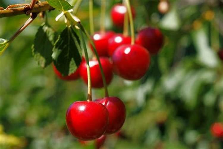 樱桃秋季拖什么肥