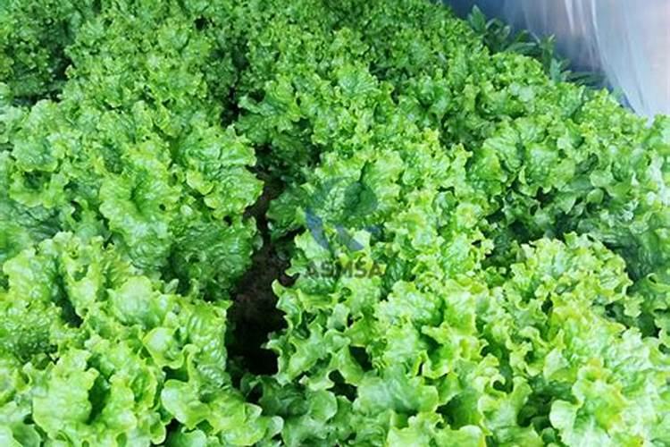 青菜种植怎么施肥比较好