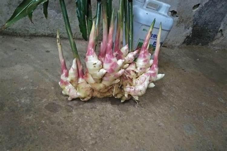 种植大姜的方法