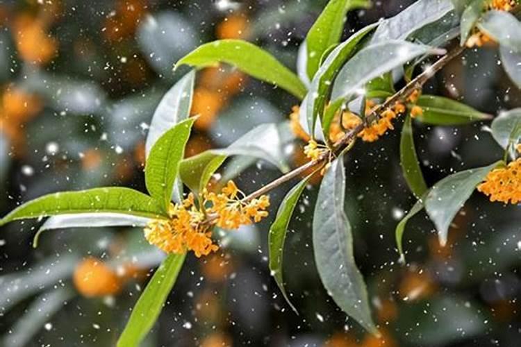 杜鹃花施肥用什么肥 杜鹃花施肥技巧