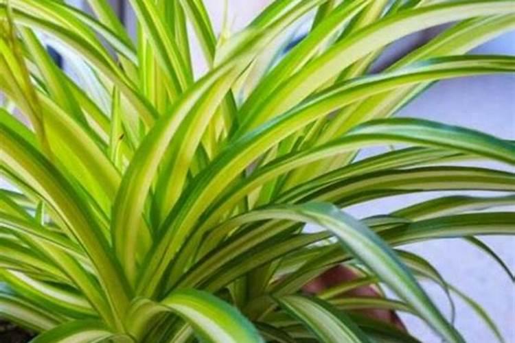 哪个懂金边吊兰什么时间施肥？有什么值得注意的