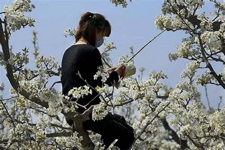 锌肥在玉米上怎样使用