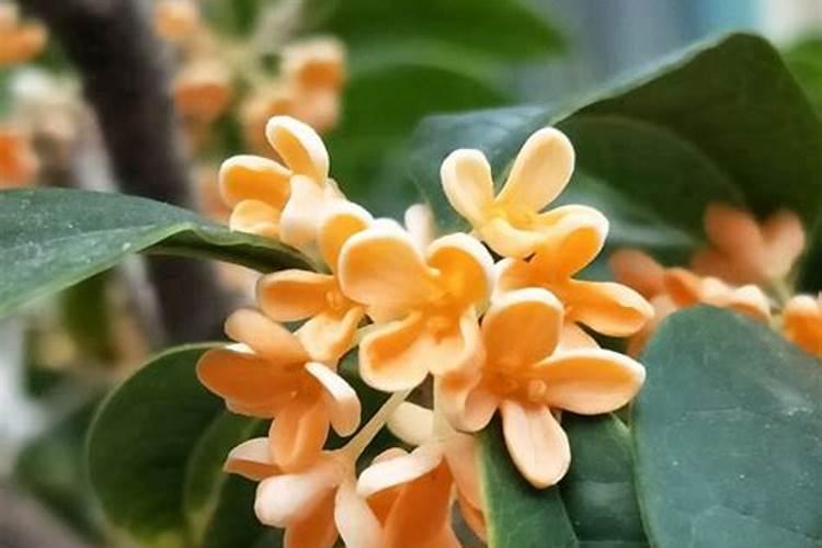 牡丹花摘叶子(牡丹花摘叶子,养护技巧与注意事项)