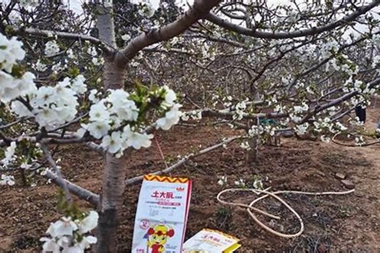 大樱桃开花前如何管理