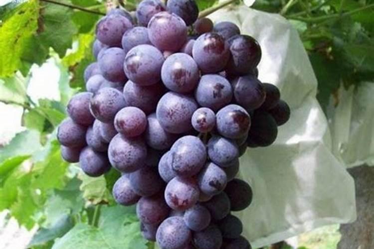 葡萄施肥注意事项？