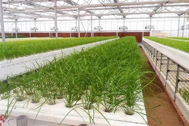 水养绿萝的营养液自己怎么配置