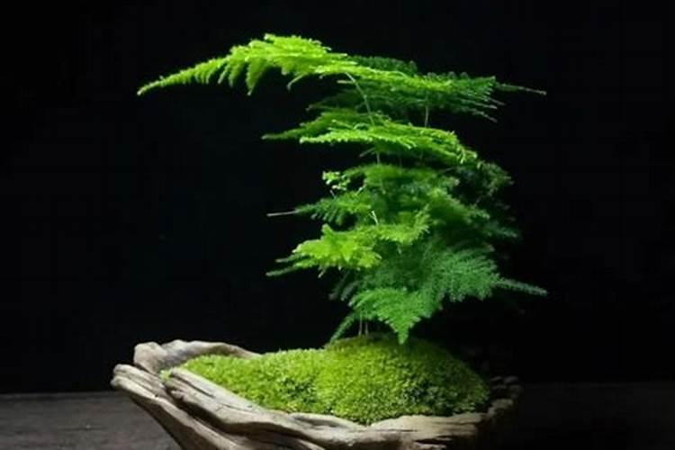 用豆饼水施肥肥效好吗