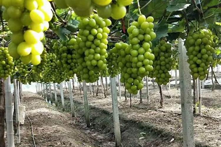 葡萄用什么肥料好
