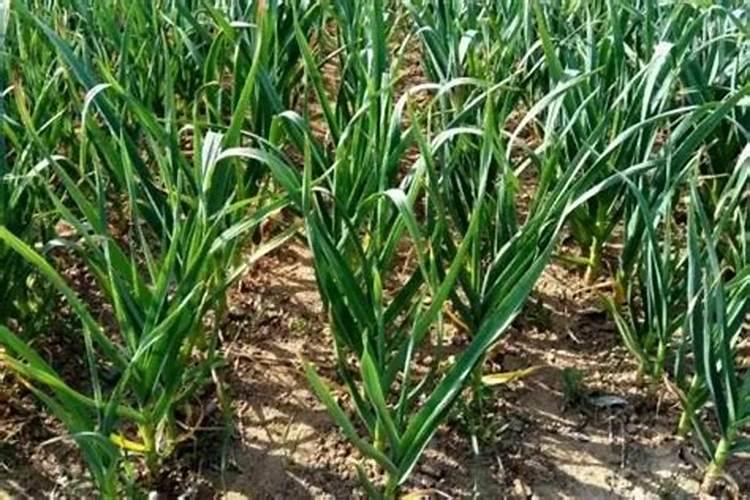 种大蒜需要什么肥料最好