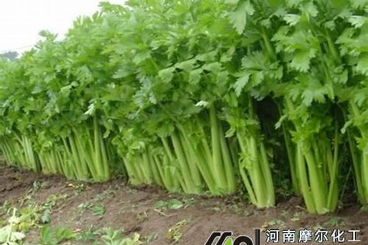 青菜施什么肥最好