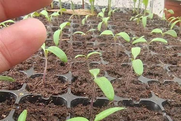 马铃薯用什么叶面肥好 打几次效果好