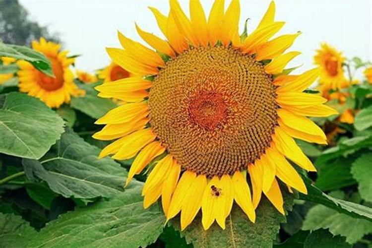 油葵苗期用什么叶面肥？