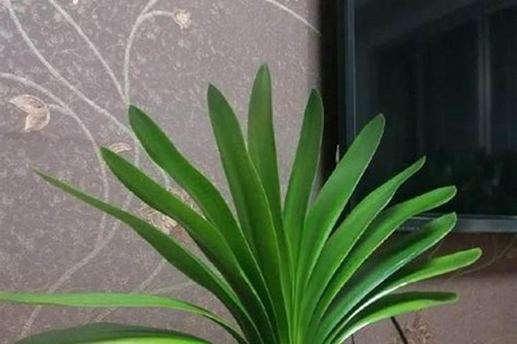 君子兰施什么肥最好