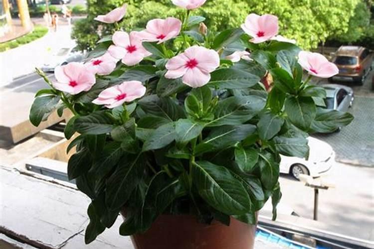 如何用磷钾肥养护花卉