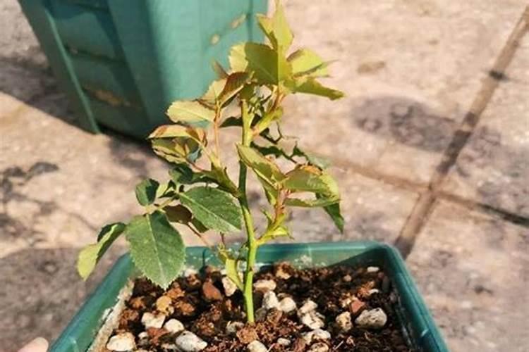 ...施200斤复合肥(氯化钾复合肥氮,膦,钾三个15的)做杨树苗扦插前...