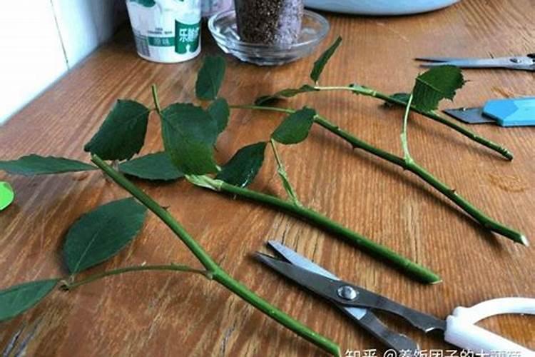 扦插苗需要盖几天塑料膜 生根后的管理方法