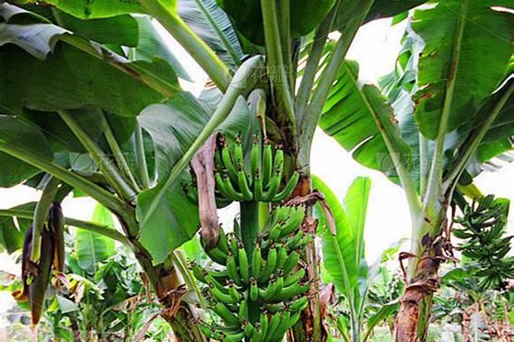 香蕉的养殖方法