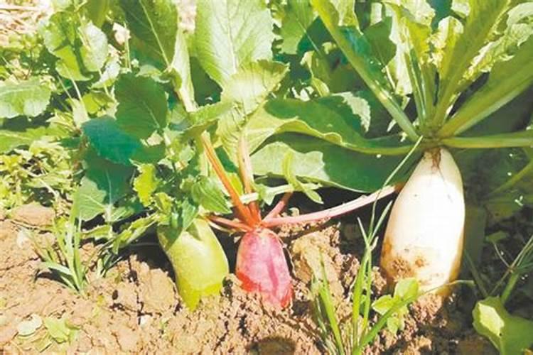 种植萝卜如何施硼肥？施硼肥都有哪些好处呢？