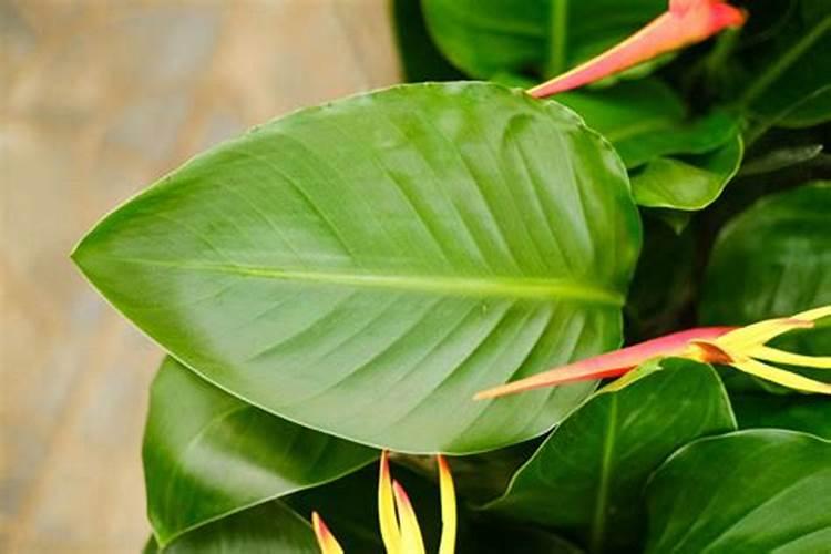 天堂鸟夏天可以换盆吗 移盆后浇水与养护事项