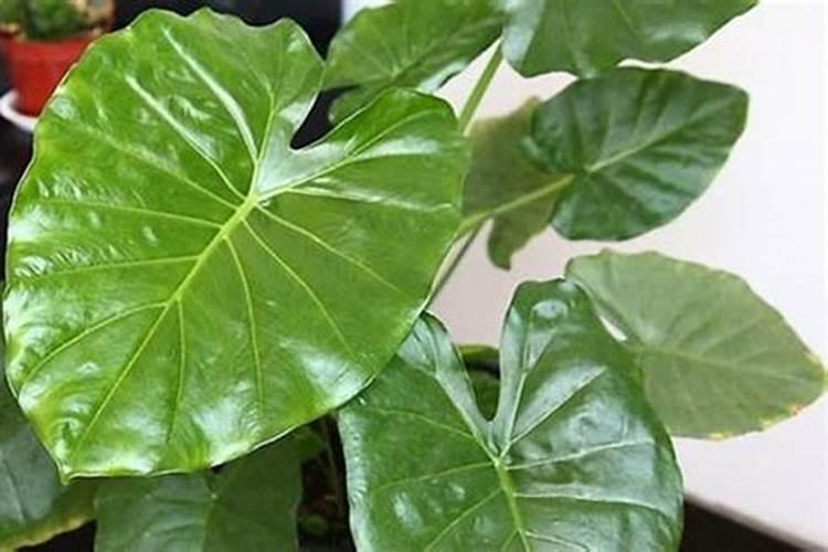 观叶植物用什么肥料好