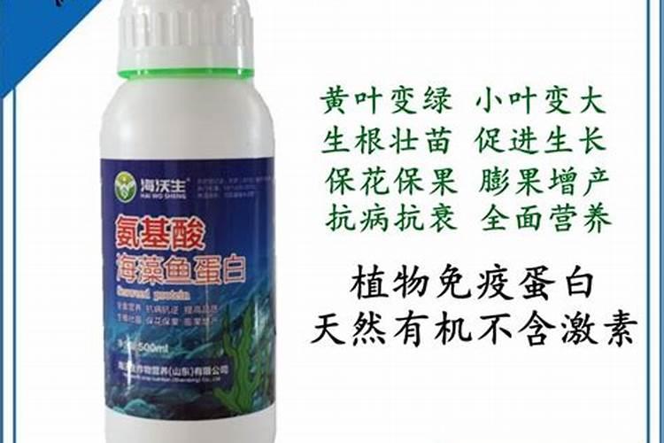 牡丹花六月份栽可以吗？