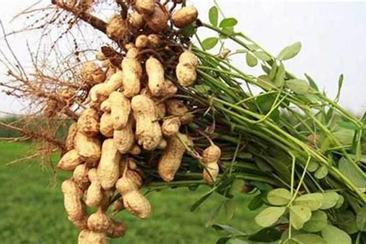 小麦怎样利用芸苔素内酯