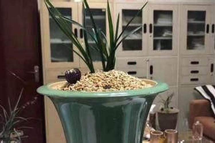 兰花如何施氮肥