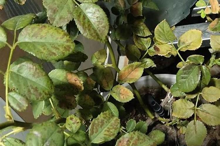 豆角叶子打完叶面肥就起斑点是怎么了？