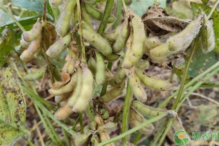 大豆需肥规律 如何追肥 怎么施肥