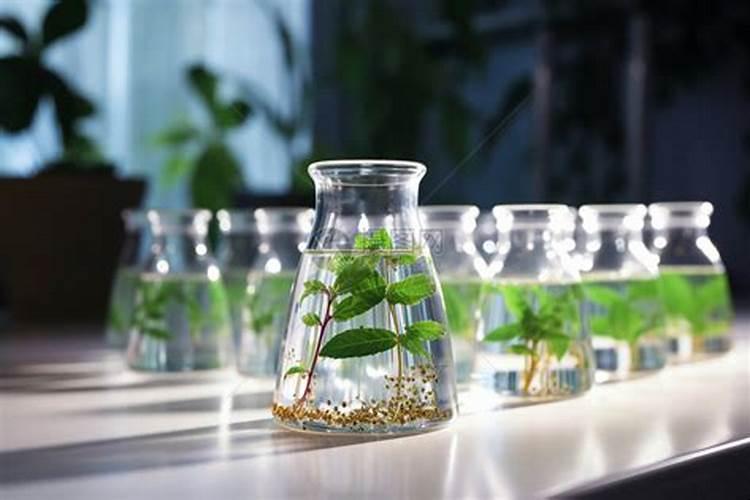 柑橘幼苗水溶肥的用量是多少？