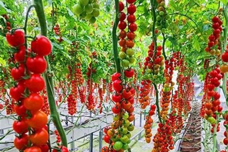 种植瓠瓜如何施肥？瓠瓜施肥技术是什么？