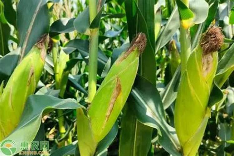 玉米种植每亩地需要多少斤底肥(播种玉米一大亩的底肥量)