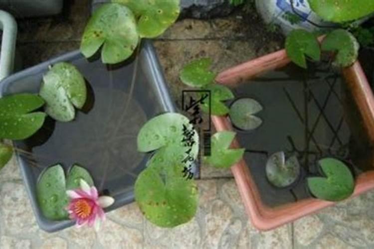 如何去给这个睡莲催花呢