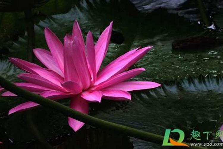 睡莲花子冬季怎么种,疏松土壤细沙掩埋