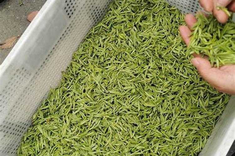 安吉白茶冬肥什么时间施