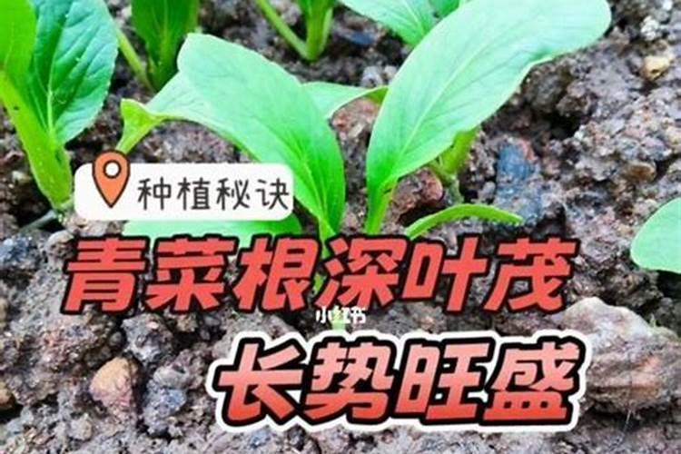 种青菜用什么肥料好