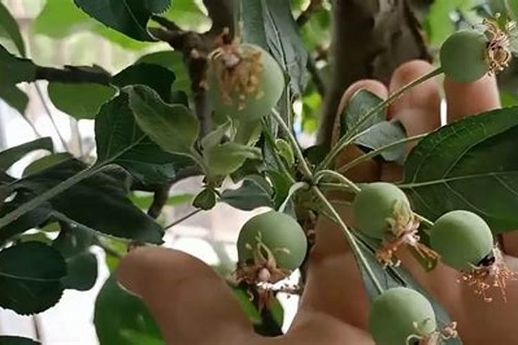 芸豆、荷兰豆、四季豆有什么区别啊？是一种东西吗？