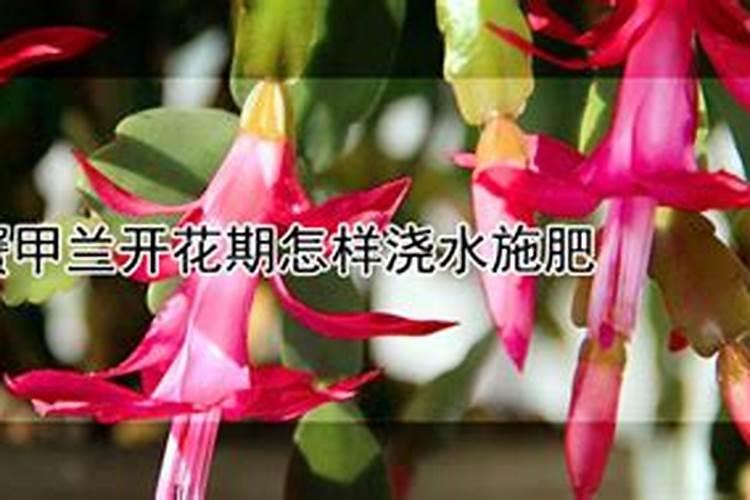 芸苔素内酯内脂素可以灌根吗